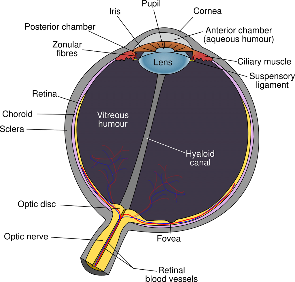 Eye Abnormalities And Research Alport Syndrome Foundation