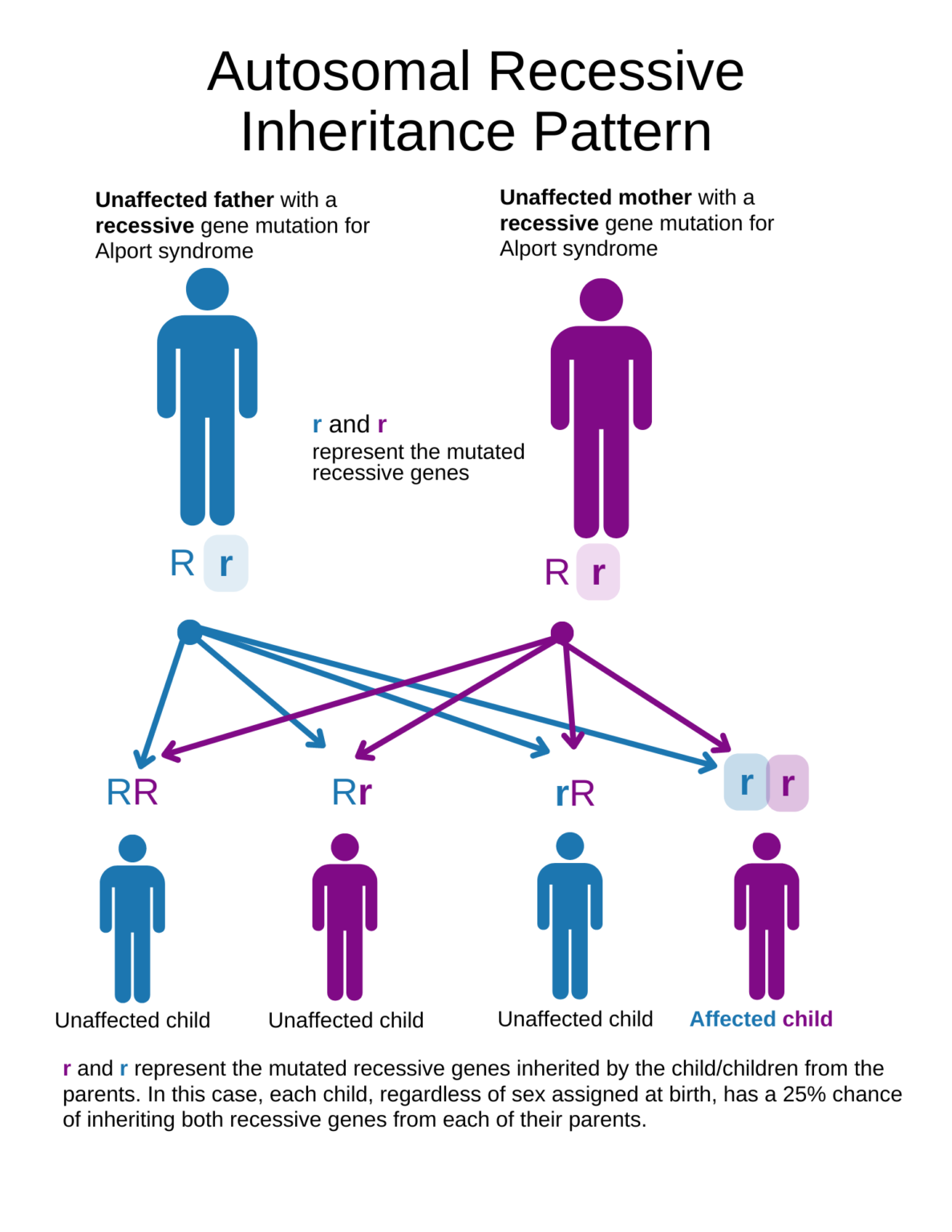 Genetics Overview | Alport Syndrome Foundation